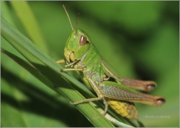 <p>SARANČE OBECNÁ? (Chorthippus parallelus) okolí Šluknova</p>